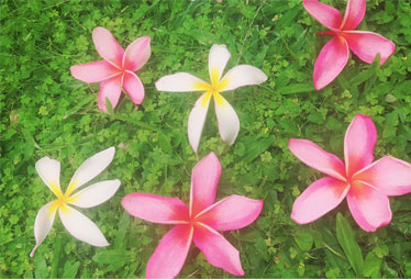 恋愛運 結婚運アップにはやっぱりピンクがいいんです Mariのおうちでできるスピリチュアルハワイ Domani