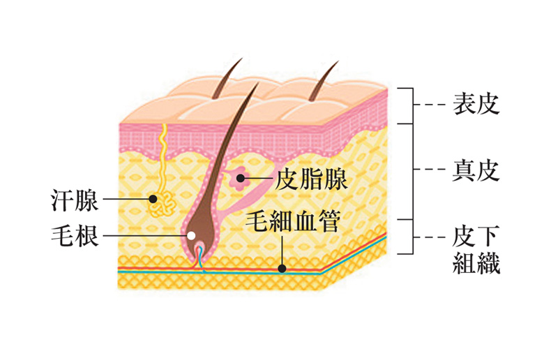 皮膚表面の図解