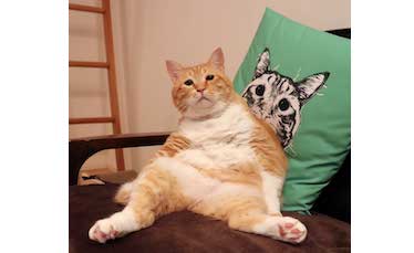 スコ座り】って知ってる？｜猫好きなら知っている、おもしろ猫語タグ