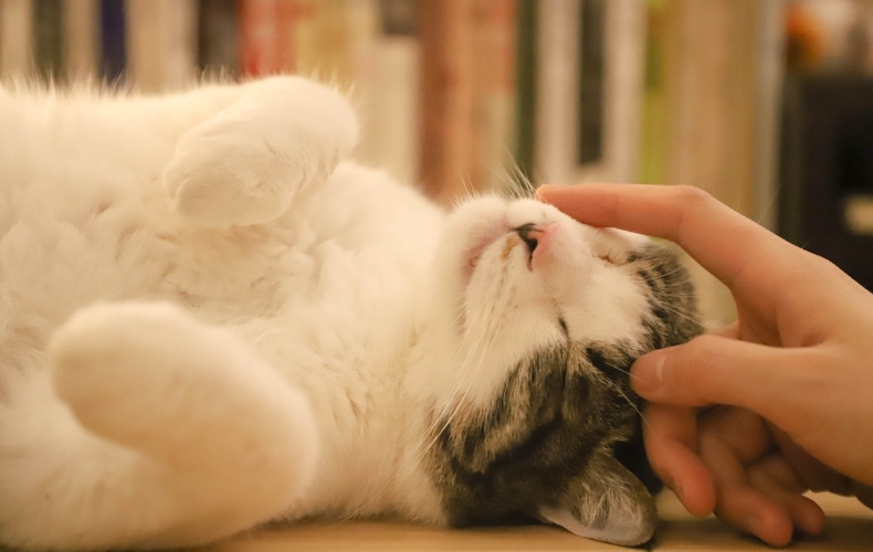 都内　猫カフェ　人気　おすすめ　店の選び方　遊び方　コツ　ポイント　注意点