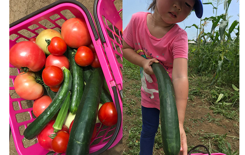 食育は畑から 旬の野菜を楽しむ夏の一日 野菜の収穫体験記 週末こどもとどこ行こう Domani