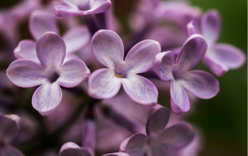 ライラック の花言葉とは 色ごとに異なる花言葉や言い伝え まとめ Domani