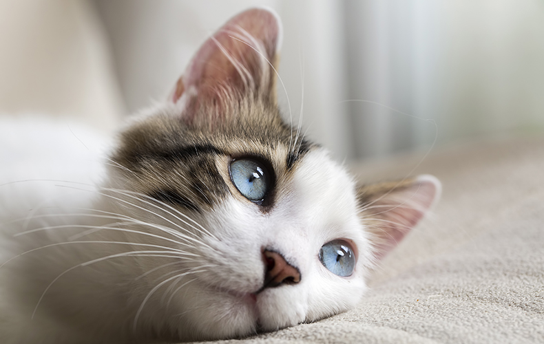 ネコの日 日本は2月22日だけど海外では 世界にはたくさんの猫の記念日がある Domani