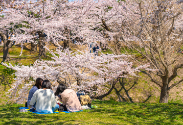 お花見は古くからある日本の文化 起源や食について学ぼう Domani