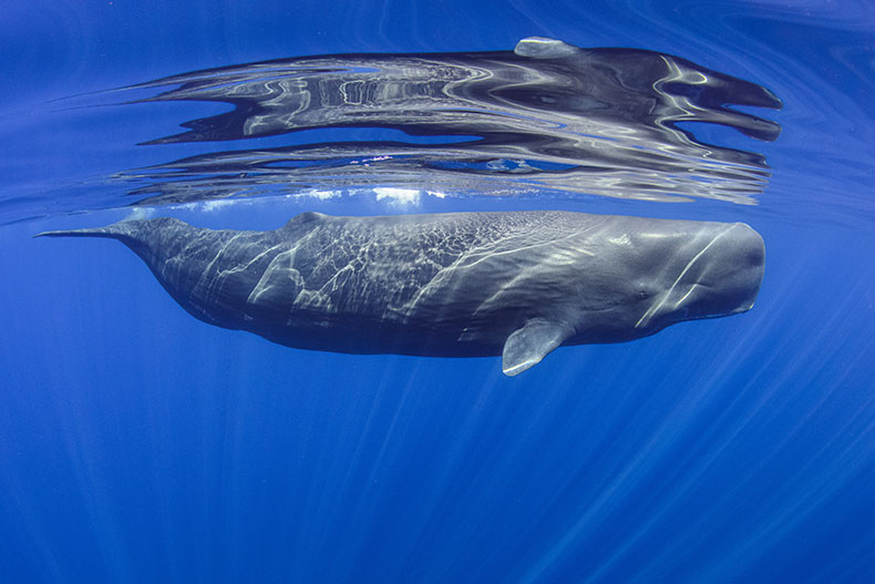 海を泳ぐマッコウクジラ