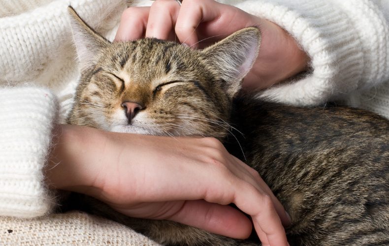 猫の癒し効果は科学的な根拠がある 癒される6つの理由と飼うときのコツをご紹介 Domani