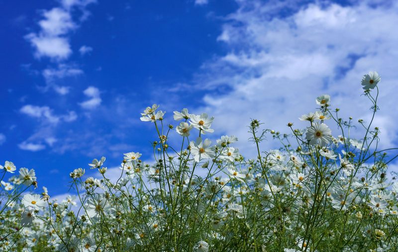 行雲流水」の意味を知ると人生こんなにも楽になる？自然のままに生きる