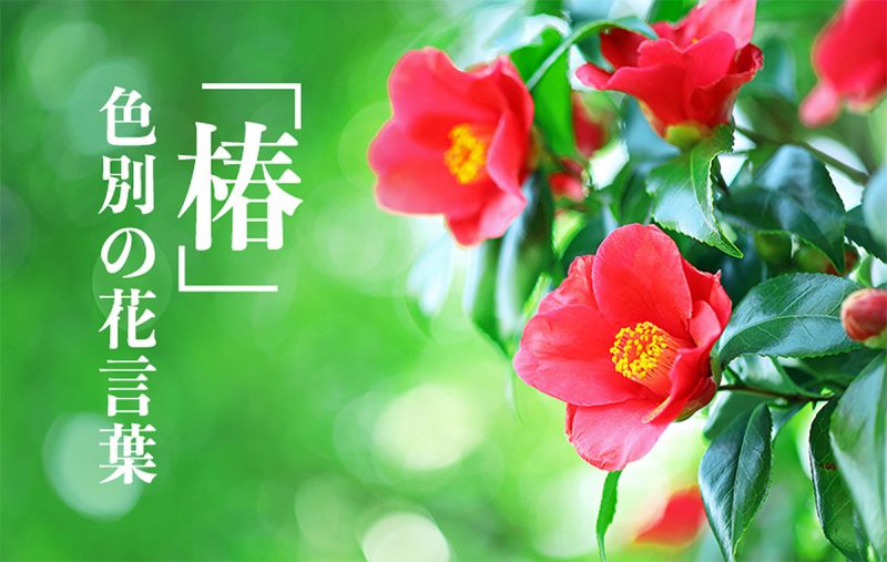 椿 は色によって花言葉が違う 名前の由来や似た花との見分け方も解説 Domani