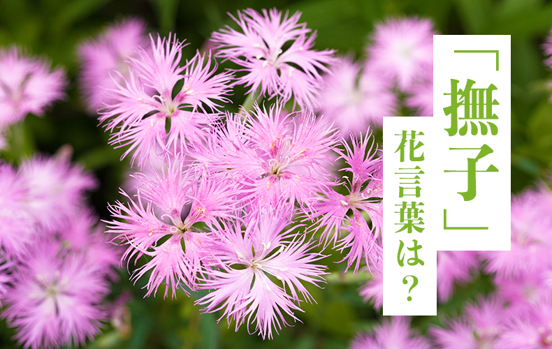 撫子 の花言葉は 開花時期や育て方 種類 英語表現をまとめて紹介 Domani