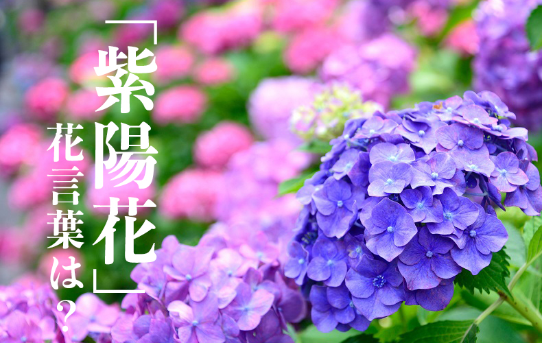 紫陽花 の花言葉は 花の色別の意味や由来 開花時期 英語表現を紹介 Domani