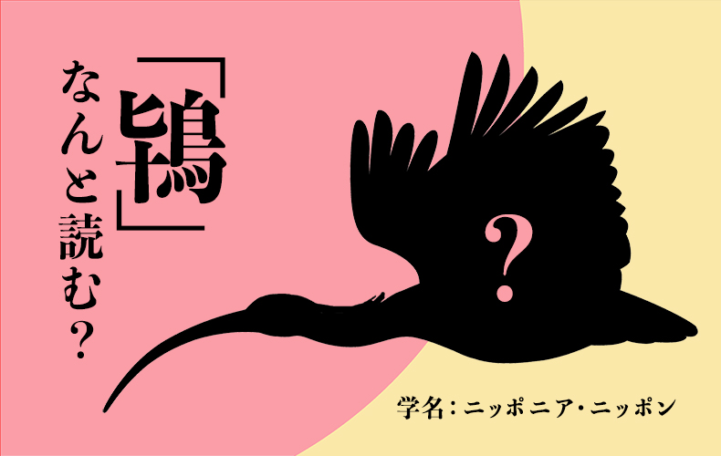 難漢字 鴇 なんと読む 日本を象徴する鳥と言われる理由は Domani 鴇とはペリカン目トキ科の鳥のこと 読み方や意味 鴇を含む言葉などをご紹介