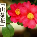 山茶花