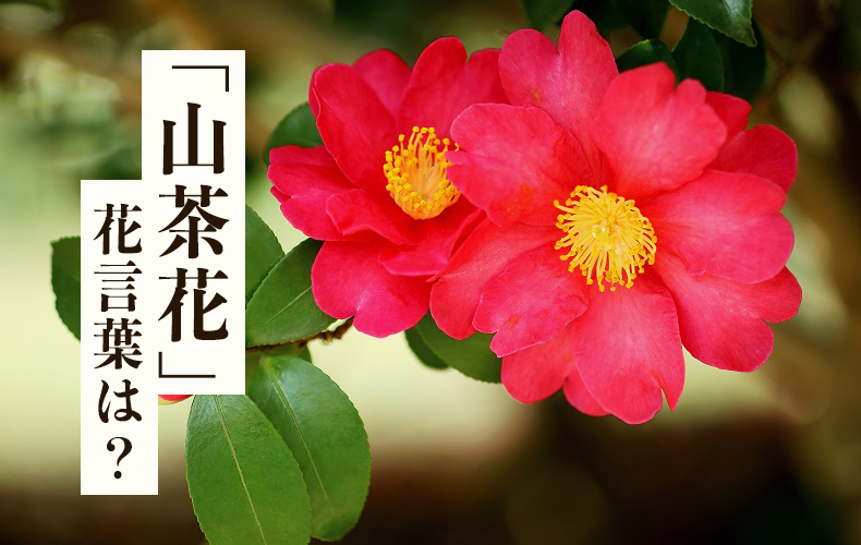 山茶花 さざんか の花言葉とは 特徴や開花時期 椿との違い Domani