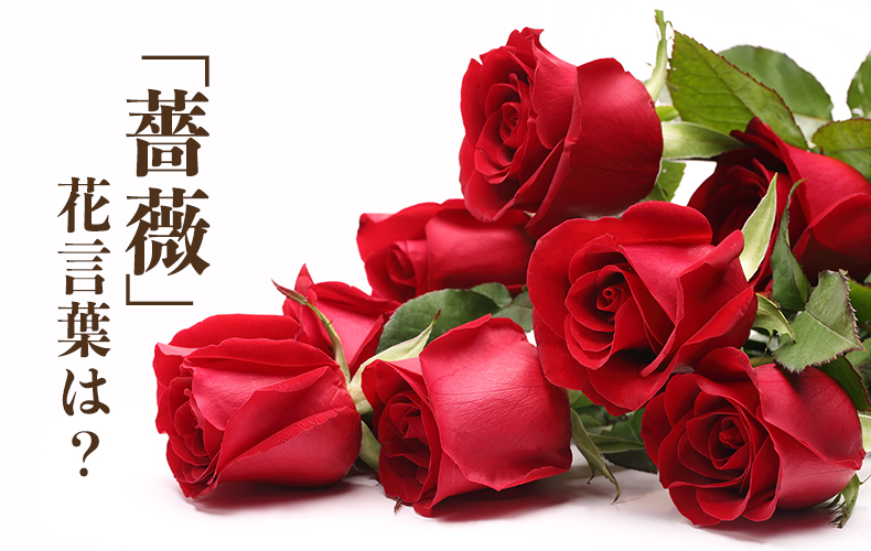 薔薇 の花言葉とは 色別の意味や開花時期 プロポーズに贈る本数を紹介 Domani