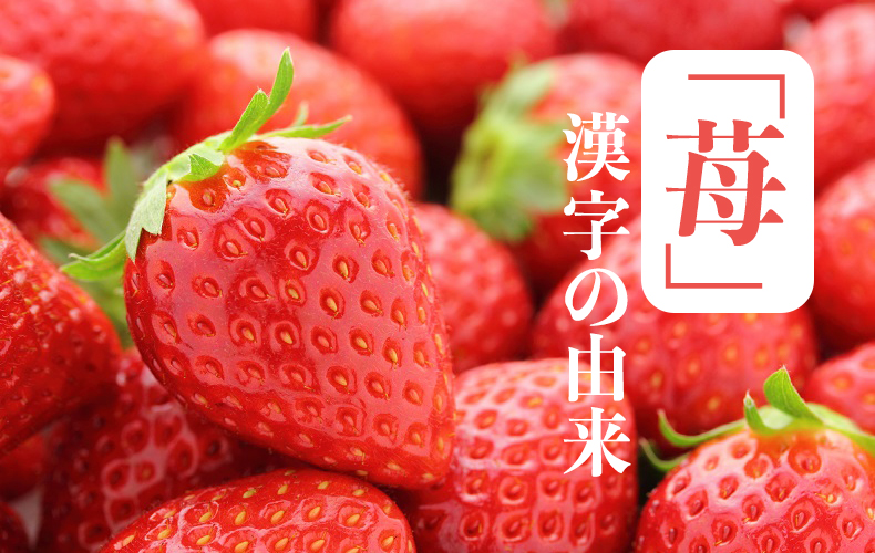 苺 の漢字の由来は 意味や読み方 旬の時期 花言葉 人気の品種を紹介 Domani