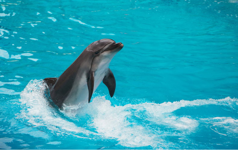 立ち泳ぎする海豚