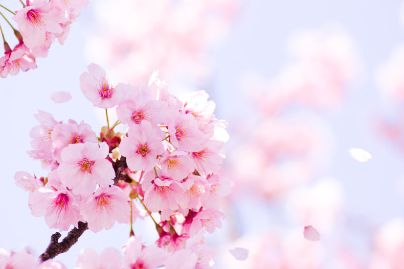 季節湯　4月の季節湯　4月のお湯　桜をお風呂に　桜湯　桜風呂　sakurayu