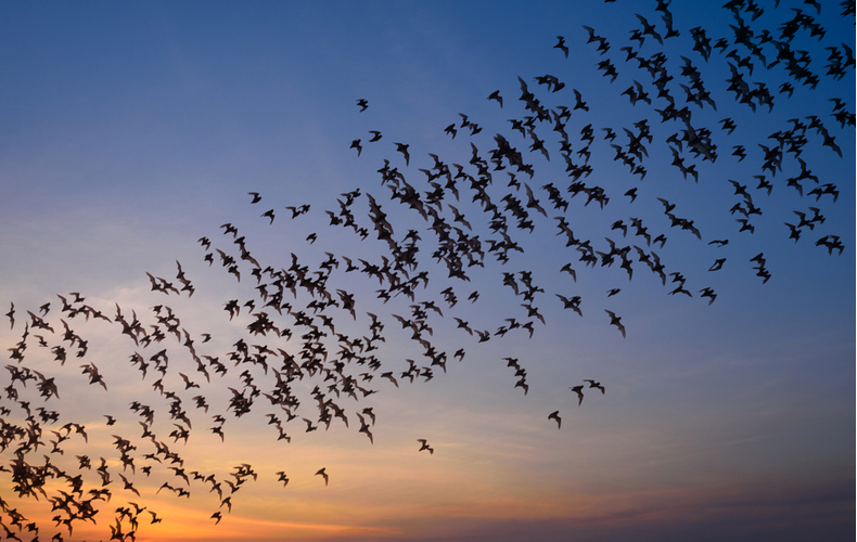 空を飛ぶ生き物 蝙蝠の読み方を知っていますか 漢字の成り立ちや特徴を解説 Domani
