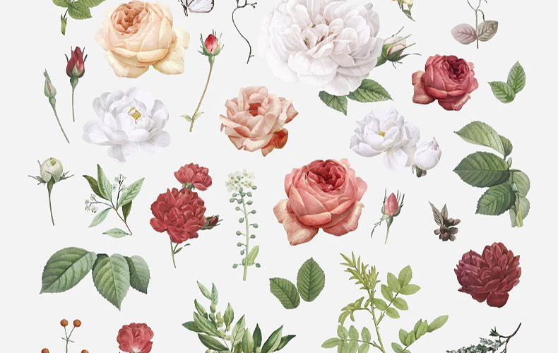 薔薇 の花言葉とは 色別の意味や開花時期 プロポーズに贈る本数を紹介 Domani