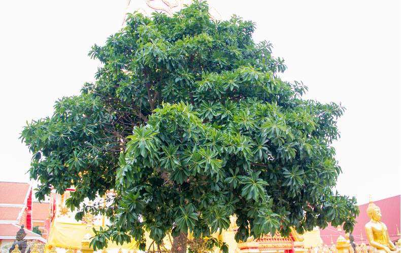 沙羅双樹