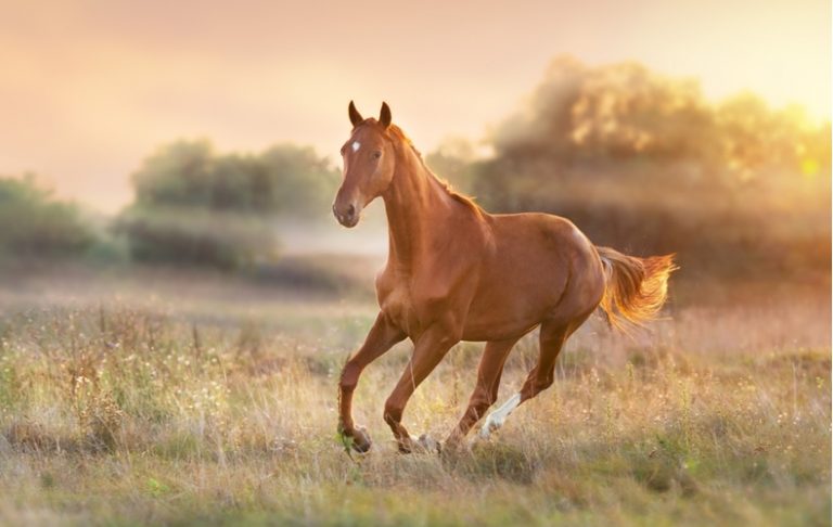 「当て馬」とはどんな意味?類語や使い方、例文もあわせて紹介 Domani