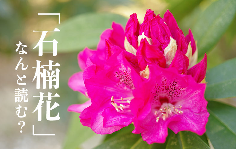 石楠花 は何と読む 毒はある 色など特徴 花言葉 英語名も紹介 Domani