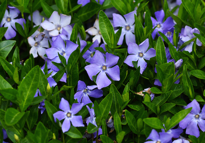 日陰で育てられる花のおすすめ9選 日陰の種類に合わせて花を選ぼう Domani