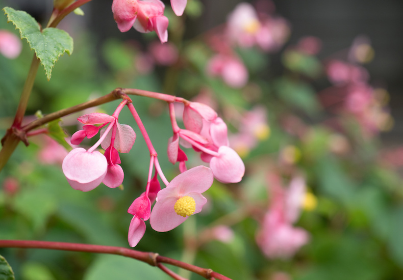 日陰で育てられる花のおすすめ9選 日陰の種類に合わせて花を選ぼう Domani