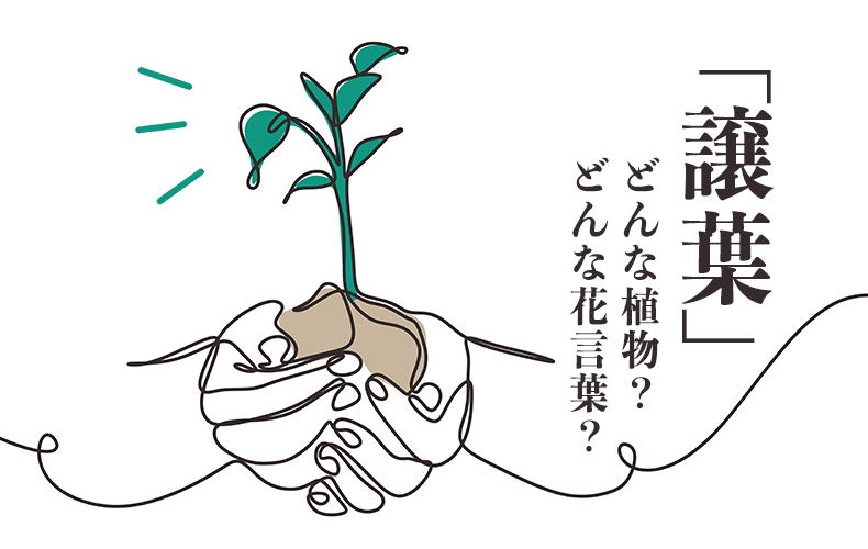 譲葉 ゆずりは ってどんな植物 花言葉 剪定時期 育て方 Domani