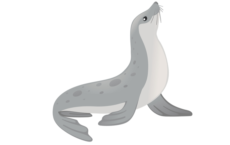 水族館の人気者 海豹 は何と読む 正しい読み方や名前の由来 生態の特徴を解説 Domani