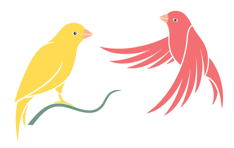 鳴き声や羽が美しい 金糸雀 の読み方は 名前の由来や意味 生態を詳しく解説 Domani