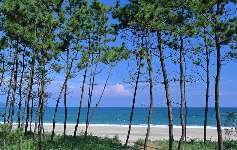 松林から見える海の風景