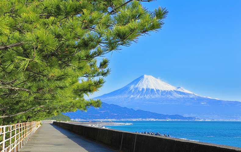 富士山の見える海辺と松林