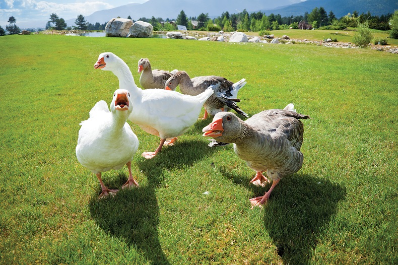 白い家鴨2羽と薄茶色の家鴨3羽が草原を行く写真