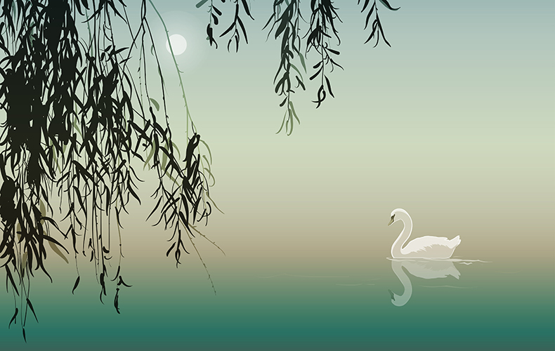 湖に揺蕩う1匹の白鳥と枝垂れ柳のイラスト