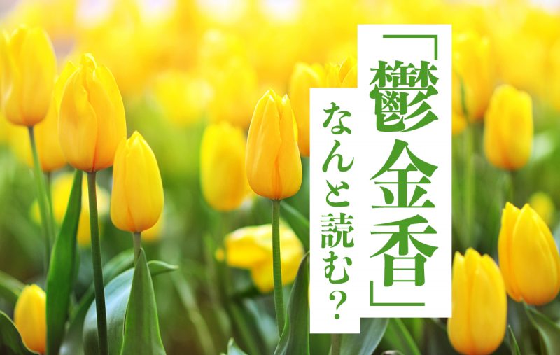 鬱金香 なんと読む 実は親しみのあるあの花 漢字の由来 豆知識も紹介 Domani