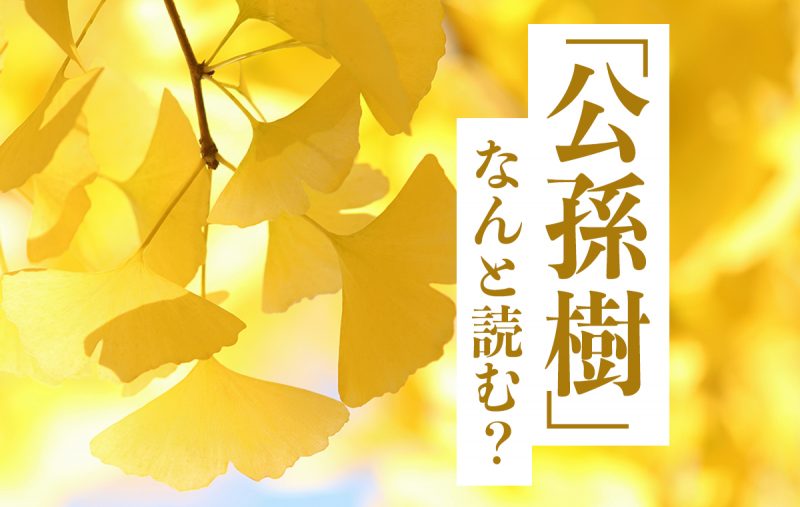 公孫樹 なんと読む 由来と起源などを詳細解説 Domani