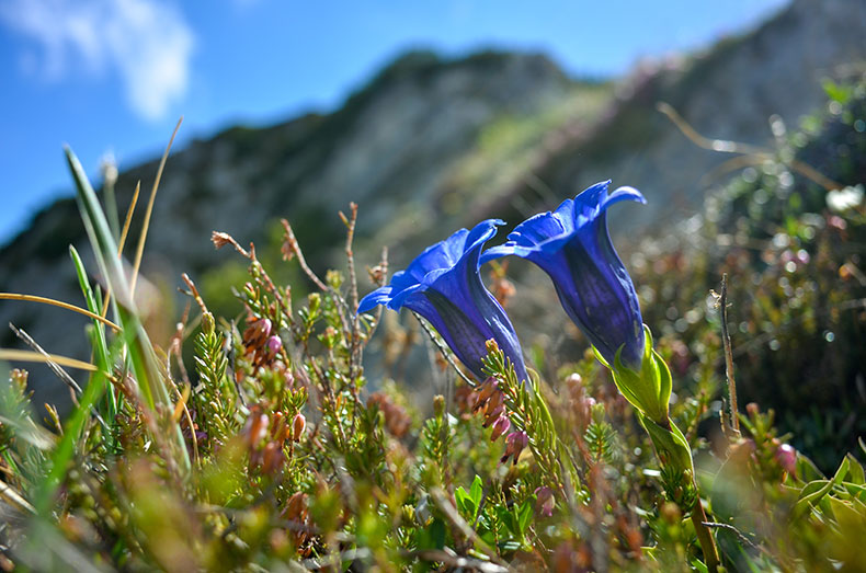 野山で青紫色の花を咲かす竜胆