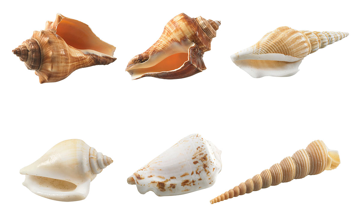 さまざまな巻貝の写真