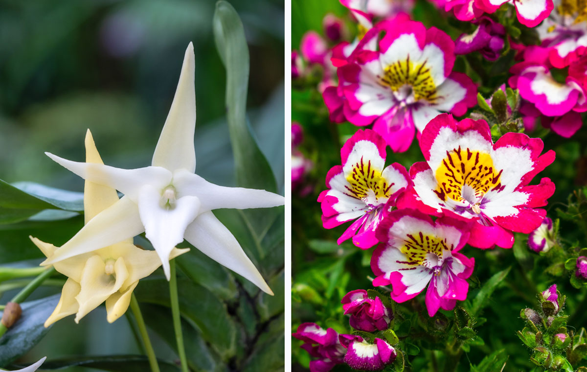 アングレカムとシザンサスの花の写真