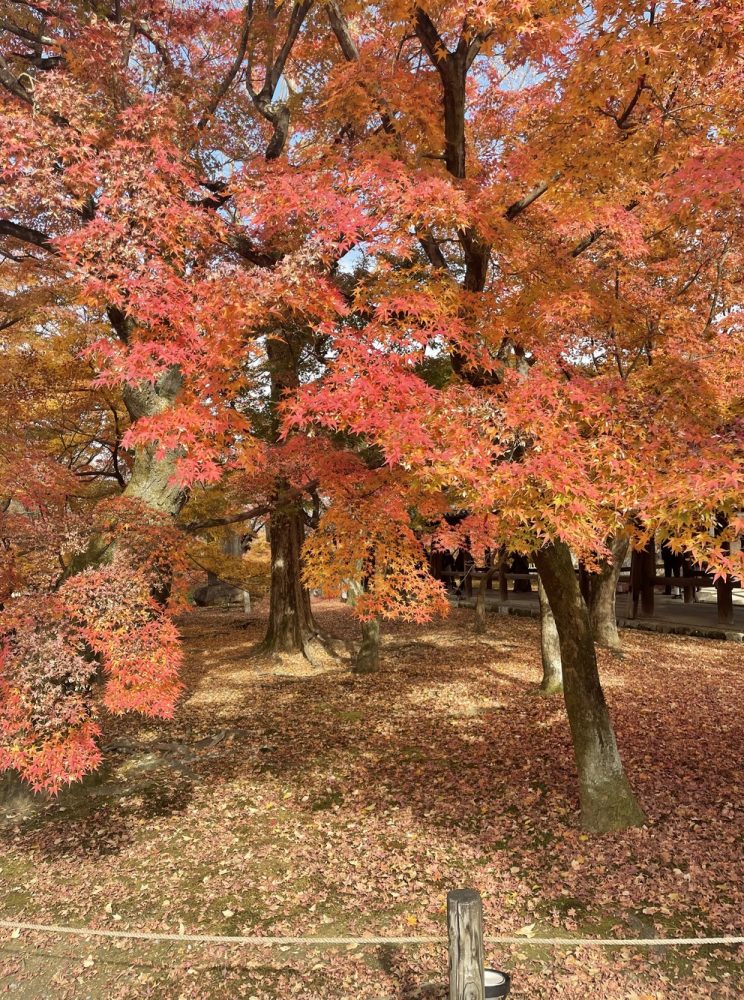 東福寺の紅葉写真、赤く色づいた木々