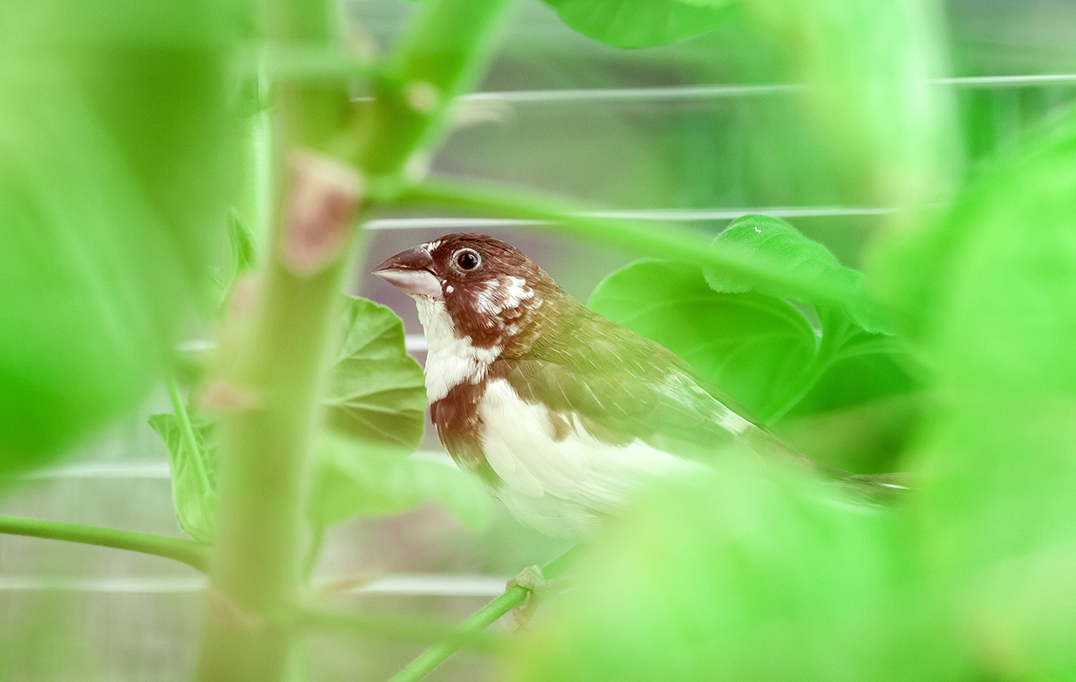 ジュウシマツが植物の枝にとまっている様子