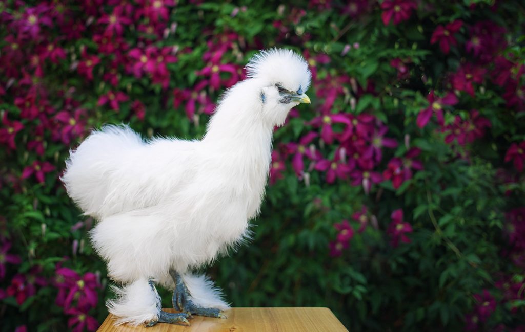 「烏骨鶏」とは、天然記念物に指定されているあの鳥!特徴や歴史、魅力を解説 | Domani