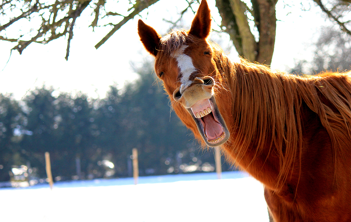 馬の笑っているように見える表情