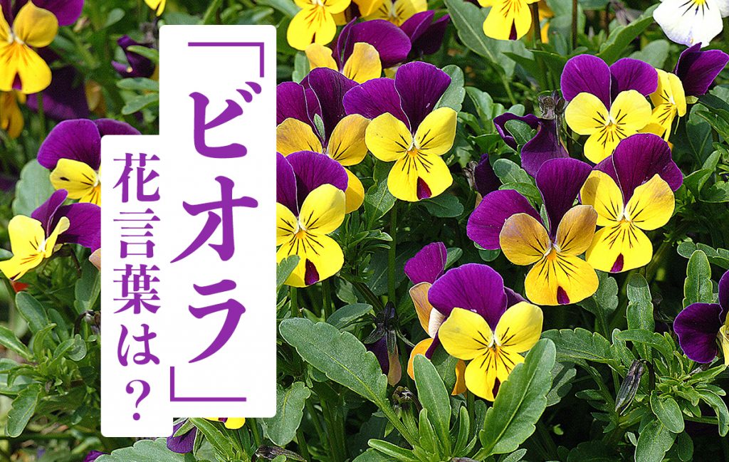 「ビオラ」の花言葉とは? 育て方や「パンジー」との違いについて解説 | Domani