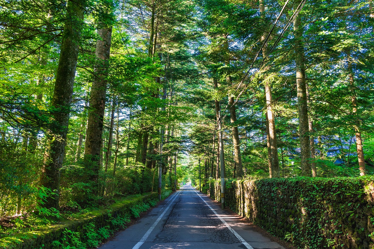 木々に囲まれた一本道