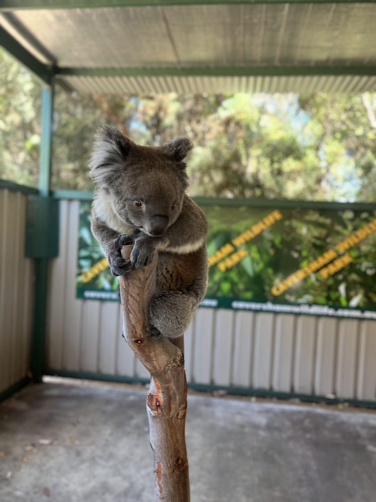コアラが木に登っている様子