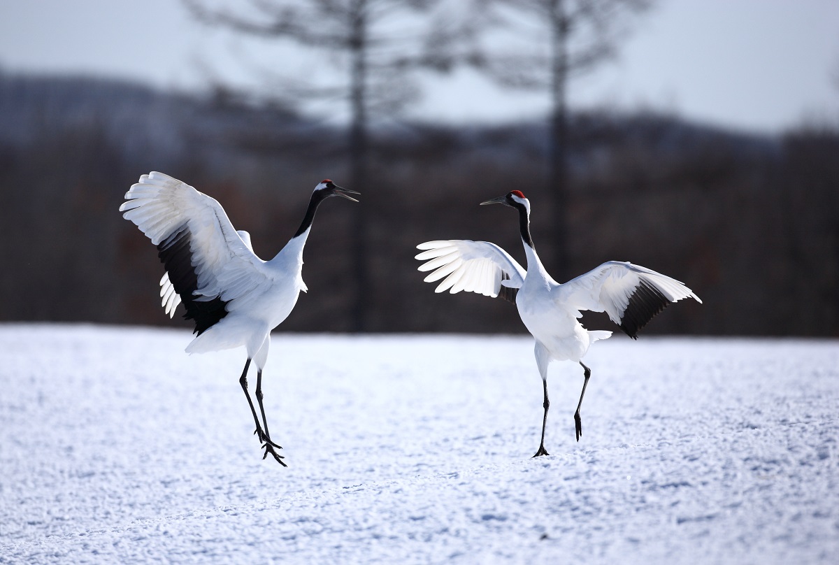 白い地を歩いている二羽の鶴