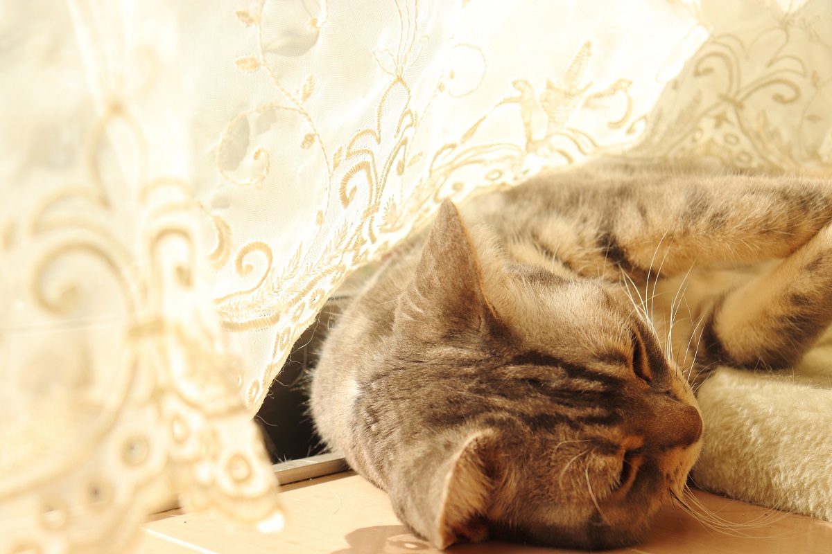 カーテンの中で寝転がる猫の写真