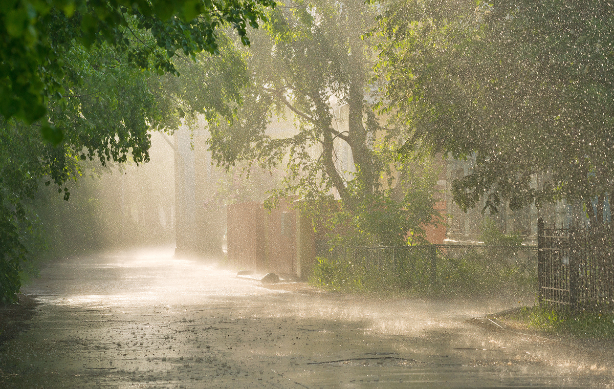 天気雨のイメージ写真　木々が並ぶ道に雨が降っており、奥の方には日の光が差している